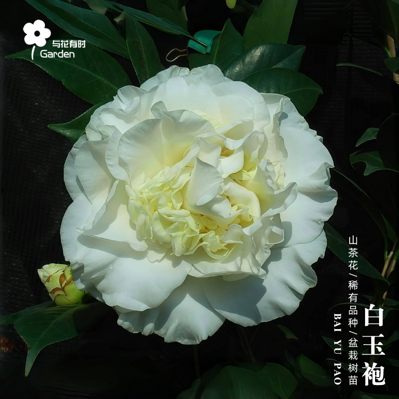 白玉袍山茶花树苗盆栽美国白色