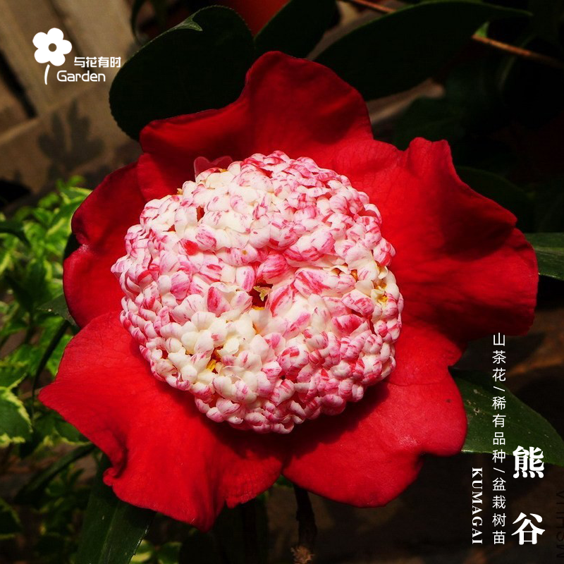 熊谷威日本山茶花盆栽小苗庭院