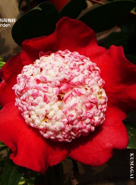 熊谷威赤日本山茶花盆栽小苗稀有热门单瓣黑红色花园景色庭院典雅