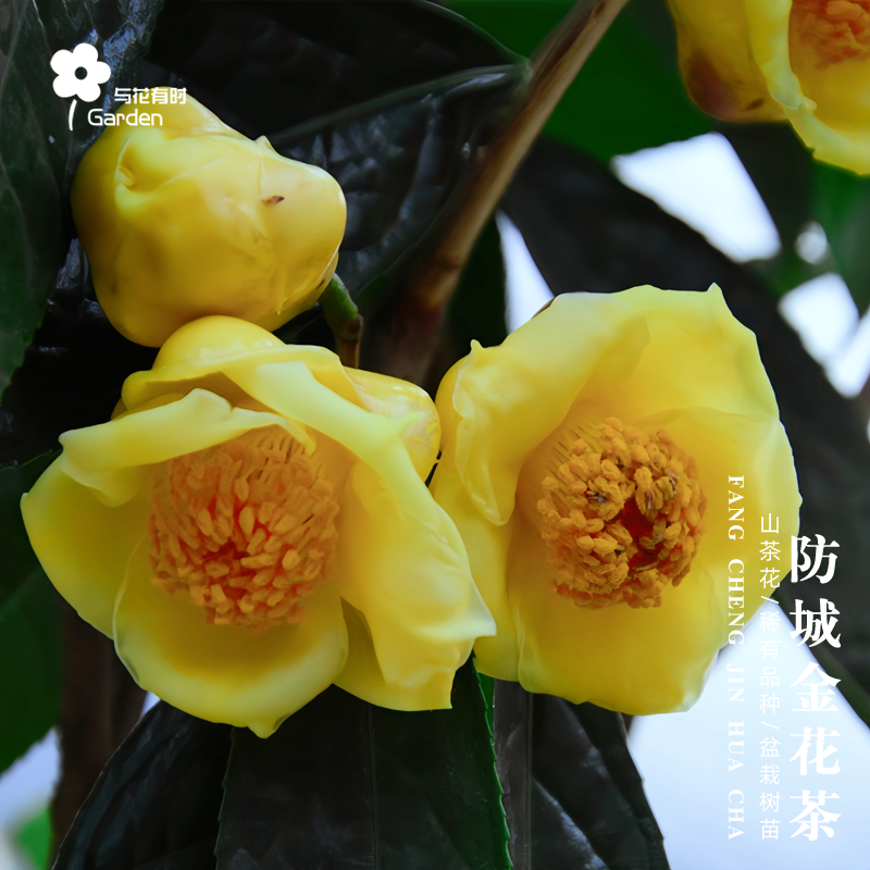 防城金花茶红山茶花树苗盆栽原生