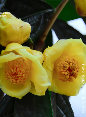 防城金花茶红山茶花树苗盆栽原生