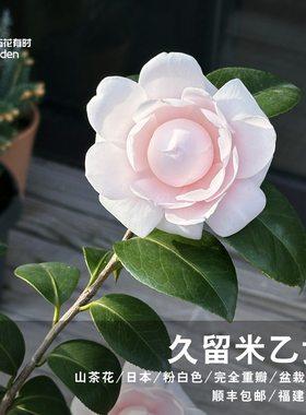 久留米乙女红山茶花树苗盆栽日系粉色名贵新品种精品进口高端小苗