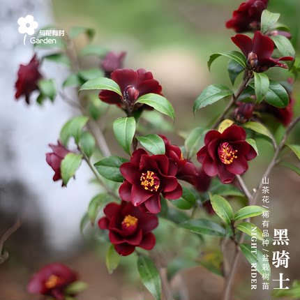黑骑士茶花树苗盆栽黑鸟午夜骑士迷你庭院园户外植物福建庭院室外