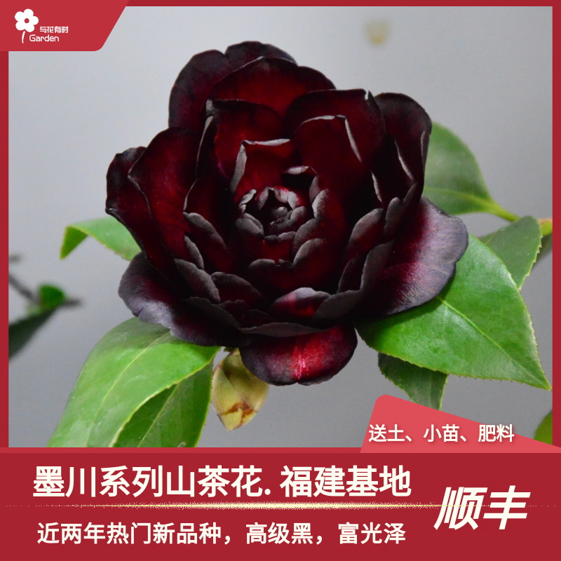 超级墨川山茶花盆栽带花苞庭院名贵树苗阳台植物好养四季花木绿植-封面