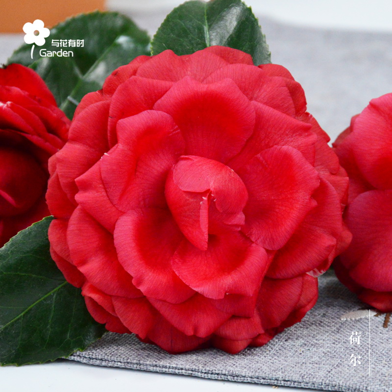 荷尔罗杰山茶花树苗盆栽名贵稀有品种艳红重瓣新品进口四季常绿植