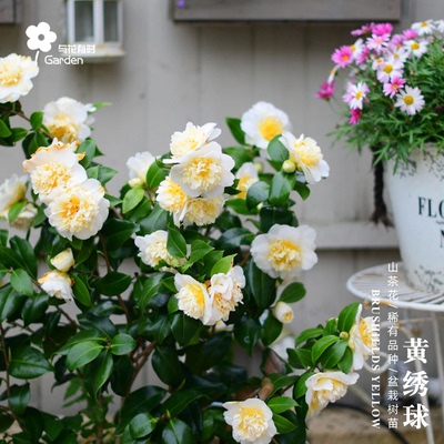黄绣球山茶花庭院盆栽阳台春冬季