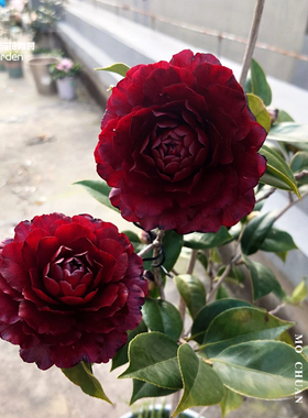 墨川红山茶花树苗盆栽国内热门好养活耐寒黑红色阳台户外窗户庭院