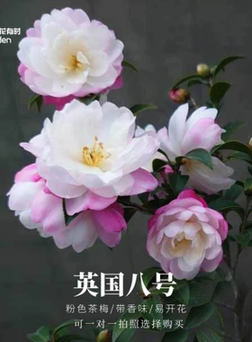 英国八号茶梅花树苗山茶花盆栽浓郁清香味绿植物好养户外阳台室外