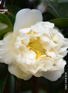 白宝珠山茶花树苗盆栽国内经典老品种拖桂小型花卉白色耐寒易成活