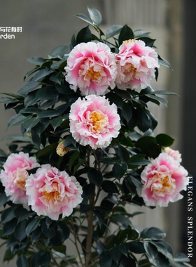 赛牡丹山茶花盆栽大小苗粉色国外稀有品种华丽壮丽威尔逊牧童之神