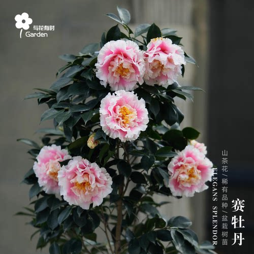 赛牡丹盆栽粉色山茶花国外稀有