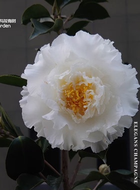 白天鹅山茶花盆栽树苗香槟白色赛牡丹进口稀有品种户外庭院绿植物