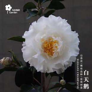 白天鹅山茶花盆栽树苗香槟白色赛牡丹进口稀有品种户外庭院绿植物
