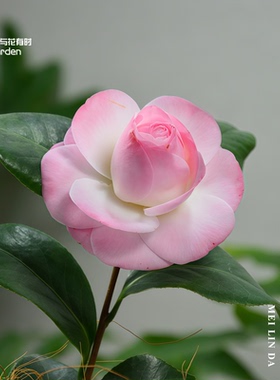 美琳达康寿桃山茶花树苗盆栽带花苞好养绿植物稀有品种名贵小树苗