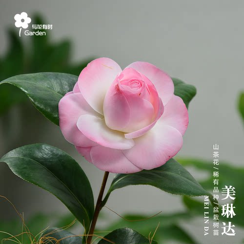 美琳达山茶花稀有品种盆栽热卖