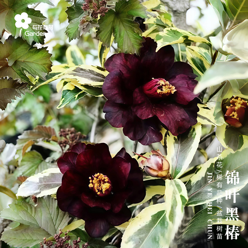 锦叶黒椿红山茶花树苗盆栽日本稀有名贵新品种黑红色叶带金边小苗