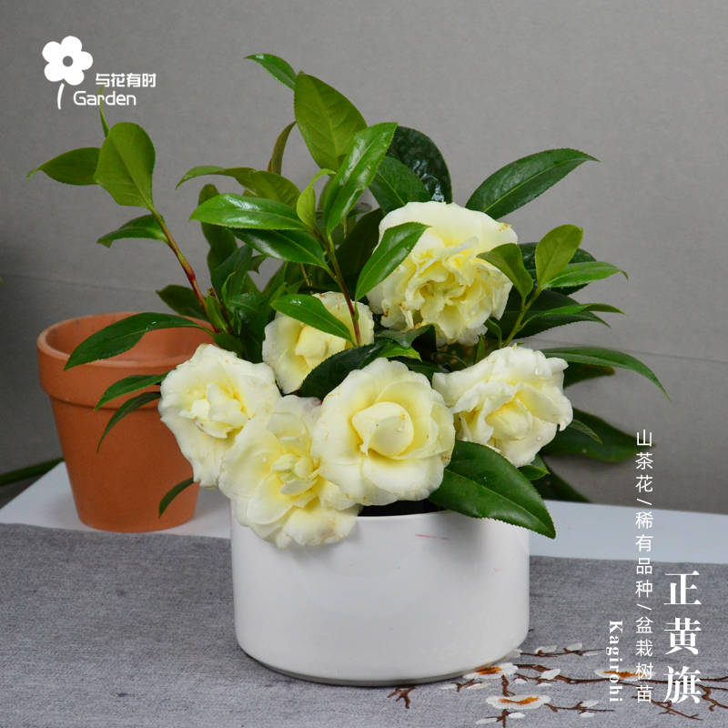 正黄旗稀有茶花品种色阳炎日本盆栽树苗大型庭院户外盆景名贵阳台