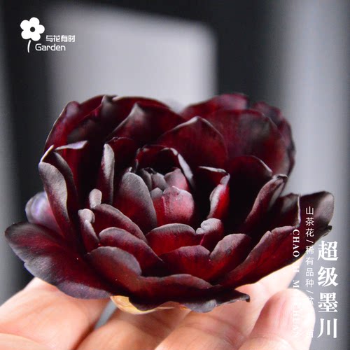 超级墨川山茶花树苗盆栽小苗