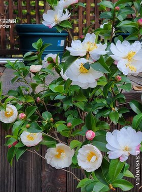 朝苍茶梅日本山茶花盆栽小苗庭院