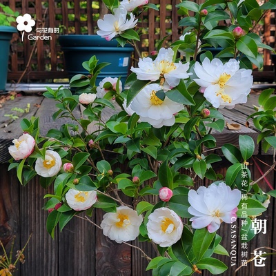 朝苍茶梅日本山茶花盆栽小苗庭院