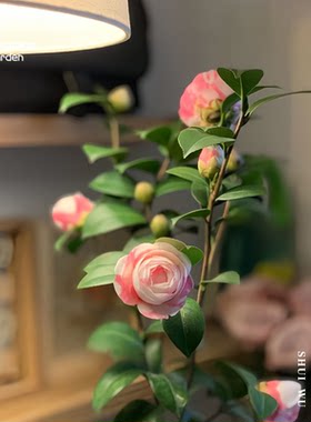 斑水屋粉嫩山茶花盆栽阳台窗户