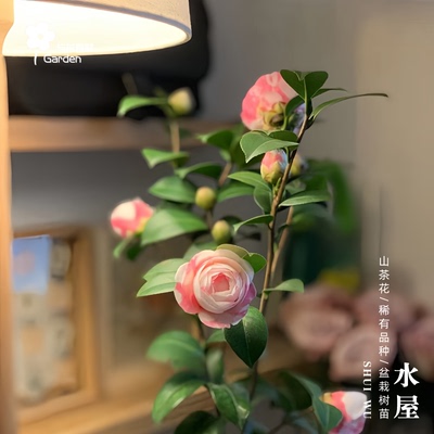 斑水屋粉嫩山茶花盆栽阳台窗户