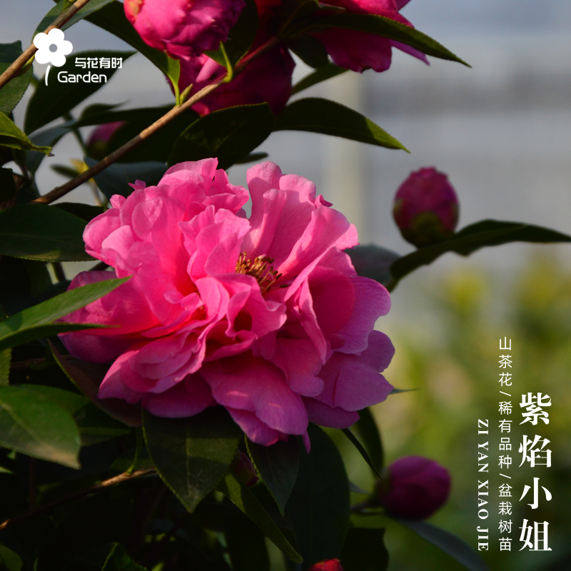 紫焰小姐山茶花树苗盆栽原生小苗牡丹型阳台窗户露台