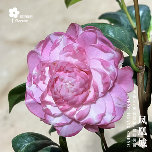 凤凰城红山茶花树苗盆栽西班牙国外进口稀有玫红完全重瓣稀有品种