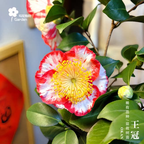 王冠日本山茶花单瓣盆栽树苗小苗