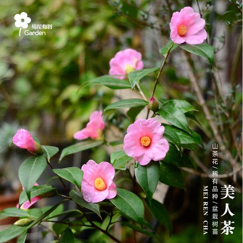 美人茶山茶花盆栽树苗粉色单瓣