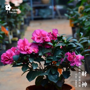 财神红色香味茶梅名贵重瓣山茶花树苗盆栽绿植物四季常绿户外庭院