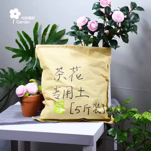 泥炭珍珠岩有机山茶花植物福建