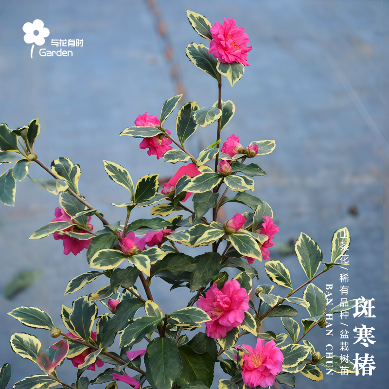 斑寒椿茶梅红山茶花树苗盆栽日本玫红色进口名贵稀有新品种半重瓣