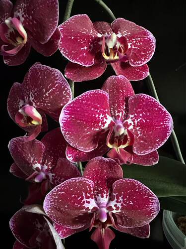 大花型1.7寸蝴蝶兰(夜光兰)浓香型室内客厅绿植盆栽花卉花期4个月