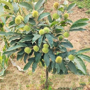 板栗树苗南方北方种植栗子盆栽户外地栽嫁接苗当年结果试种果树苗