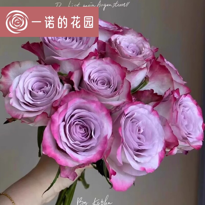 气场月季花苗开花玫瑰小苗四季盆栽花卉爬藤植物藤本蔷薇树苗绿植