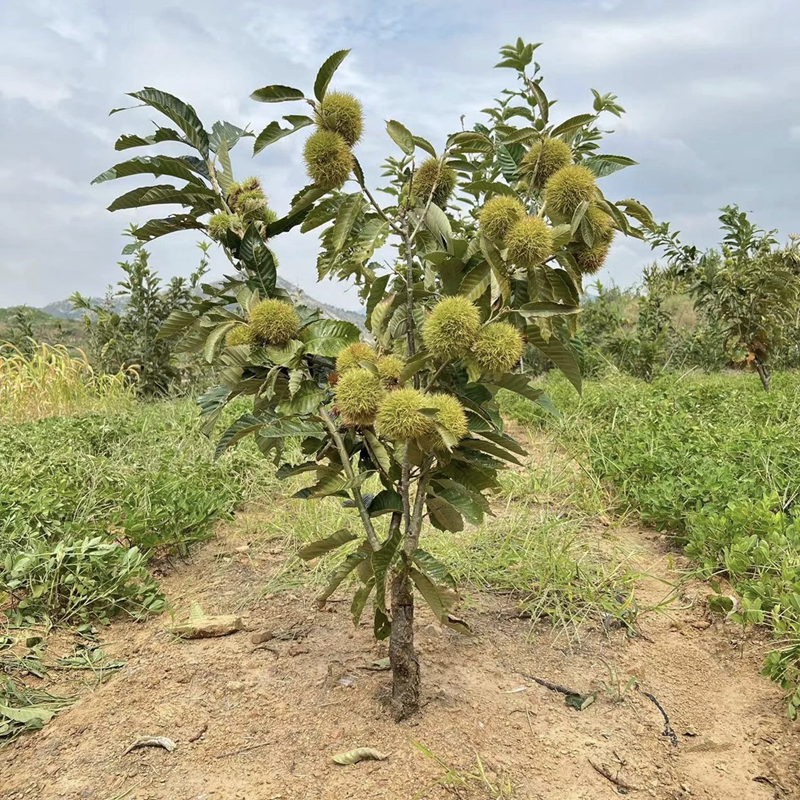 板栗树苗嫁接地栽南方北种