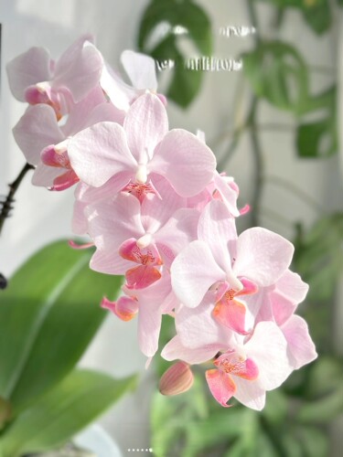 夏日雪纺蝴蝶兰1.7寸苗大花浓香室内客厅盆栽四季开花花期4个月