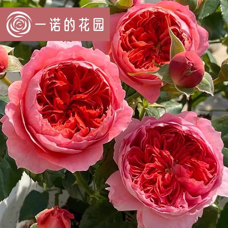 朱砂碗 月季花苗开花玫瑰小苗四季盆栽花卉爬藤植物蔷薇树绿植