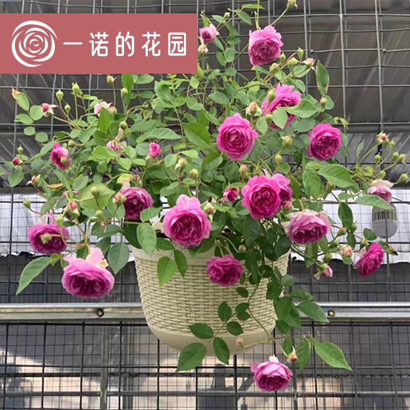 玛姬婶婶月季花苗开花玫瑰小苗四季盆栽花卉爬藤植物蔷薇树苗绿植
