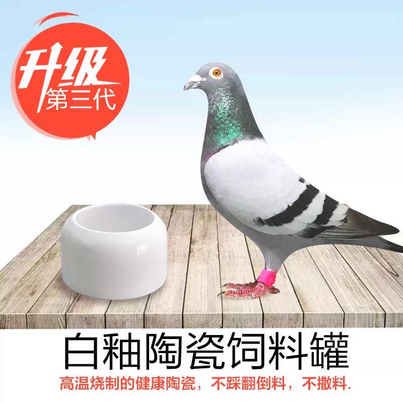 鸽子食罐精品陶瓷彩釉食罐鸽子食槽