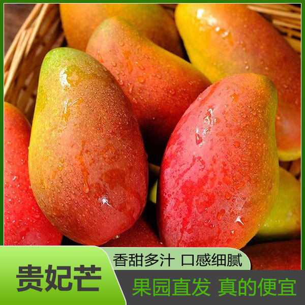 广西贵妃芒芒果新鲜香甜水果当季整箱树上熟红金玉青煌辣椒大台芒