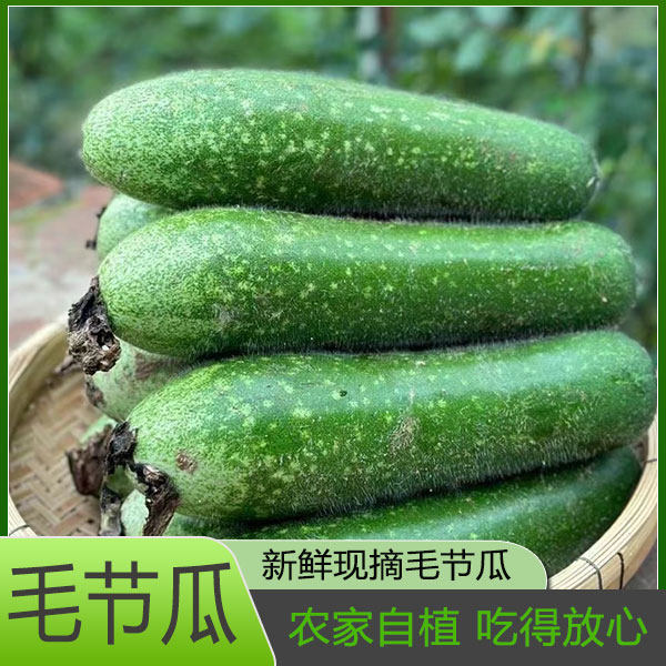 广西农家自种新鲜当季毛节瓜小冬瓜露天种植小节瓜小冬瓜煲汤清炒