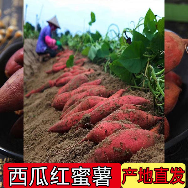 红薯 恩施高山富硒蜜薯 糖心流油 西瓜红番薯地瓜红皮黄心新鲜5斤