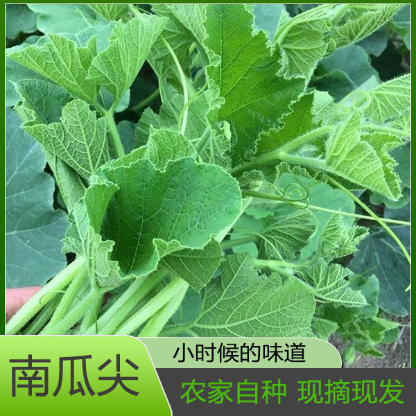 广西南宁新鲜南瓜尖 当季农家露天自种现摘现发南瓜藤叶尖绿农家,水产肉类/新鲜蔬果/熟食,南瓜,淘宝优惠券,粉丝福利购,淘宝优惠卷