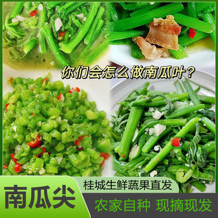 广西农家新鲜南瓜芽南瓜尖南瓜藤新鲜疏菜当季时令疏菜