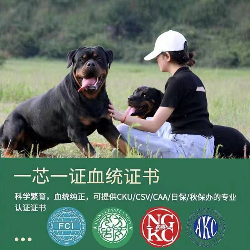 纯种罗威纳幼犬双血统赛级罗威纳防暴犬德美系家养大头护卫犬警犬