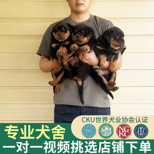 【询客服看实拍】纯种赛级罗威纳