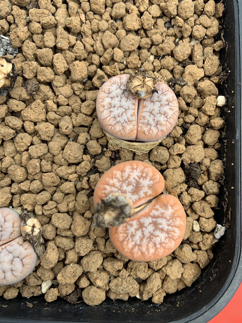 多肉植物,生石花拿铁309a,岛田拿铁生石花,一年苗