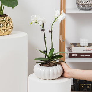 创意白色南瓜陶瓷花盆蝴蝶结兰花专用小花盆轻奢高级感简约花盆